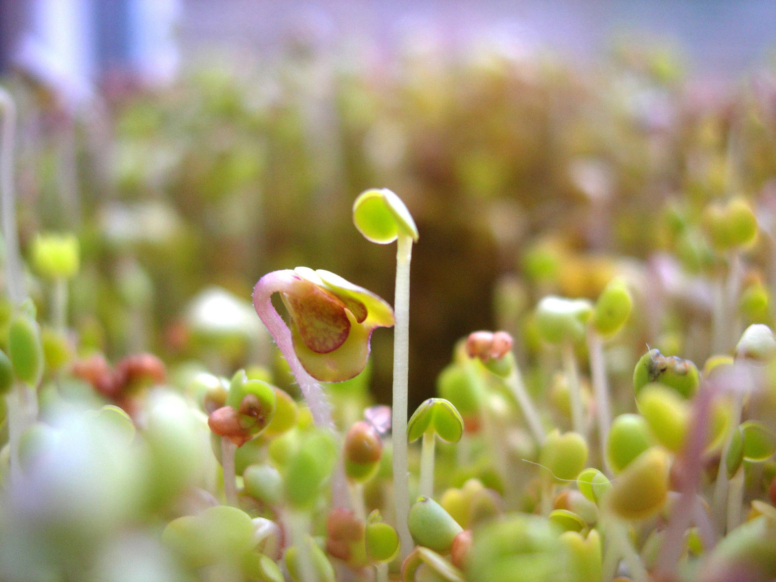 Como hacer germinados en casa