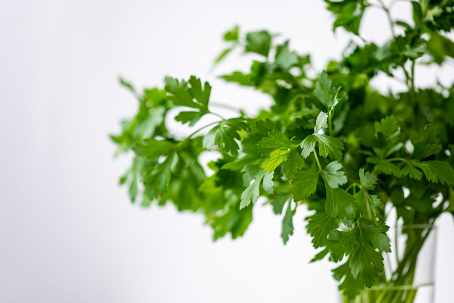 Cilantro – Ficha informativa