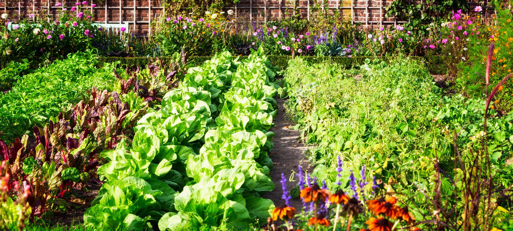 Algunos ejemplos de plantas que se aman y se protejan