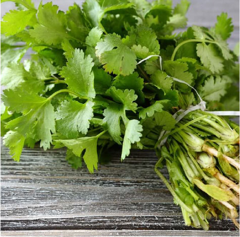 Cilantro